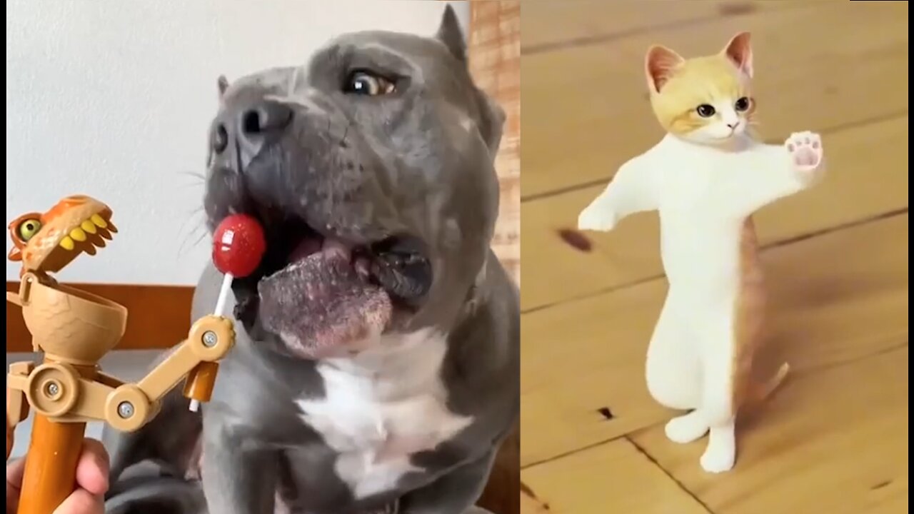 😂 SILLY FUNNY ANIMALS 😻🐶 TikTok Compilation #2