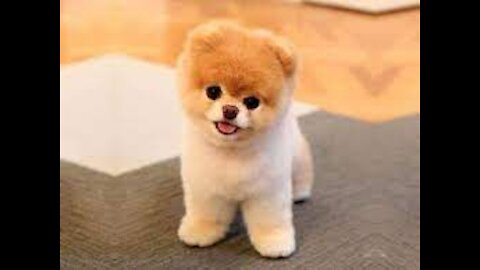 Boo - The World's Cutest Dog - Greatest Hits!