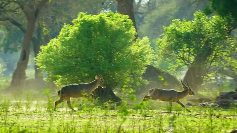 The two deer saw danger and ran away