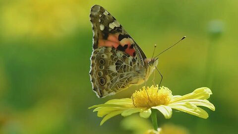 4K Spring Flowers With Bees and Butterflies 0988909