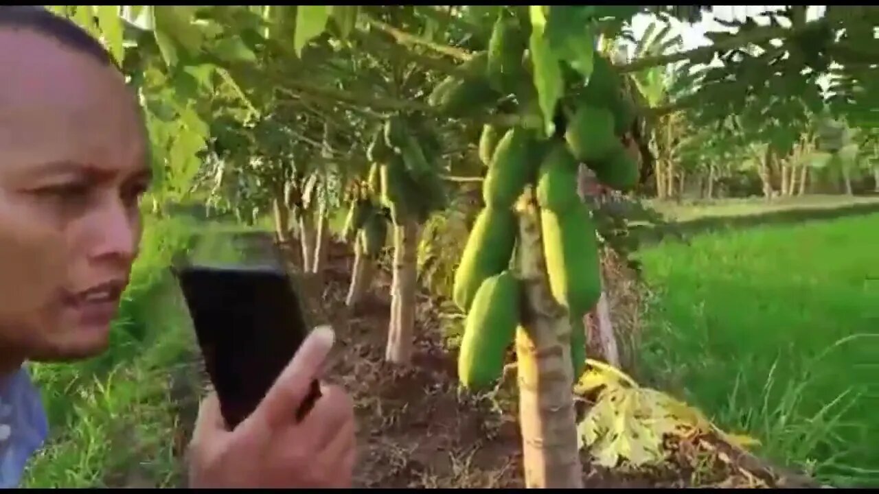 Hasil Eco Farming yang di Pepaya