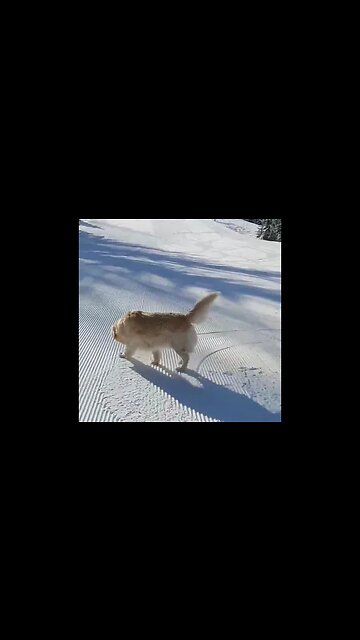 Loves to ride downhill