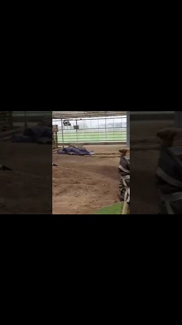 Team Corally Asuga in action