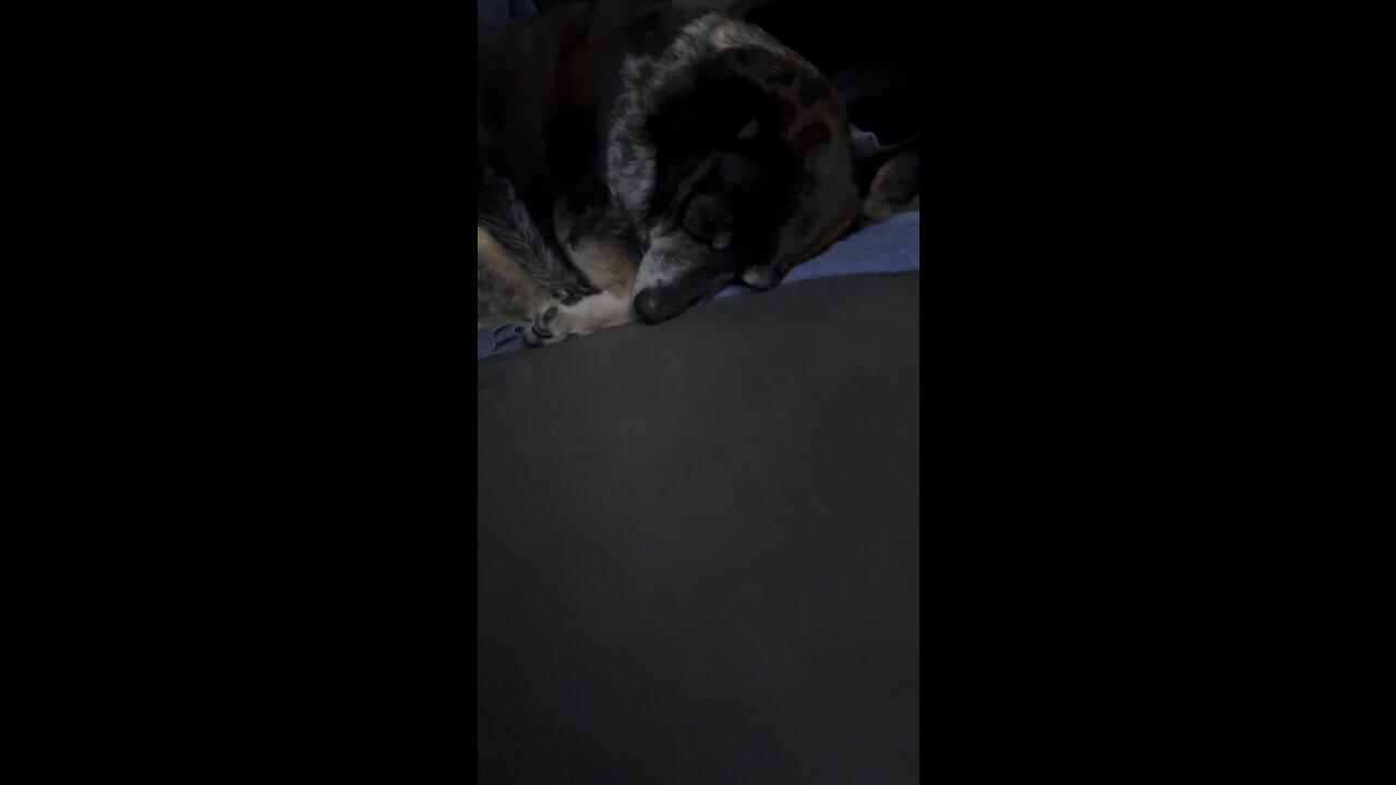 Dog sleeping in car