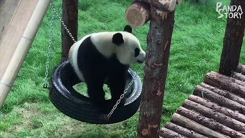 panda having fun