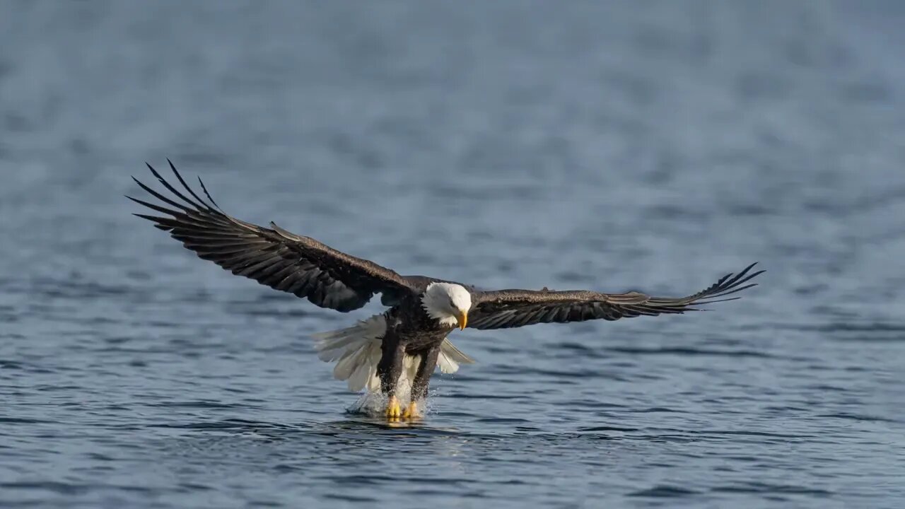 Bald Eagle Frame Animation, Sony A1/Sony Alpha 1, 4k