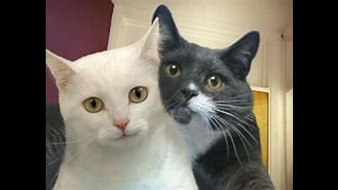 cute cats tiktok video