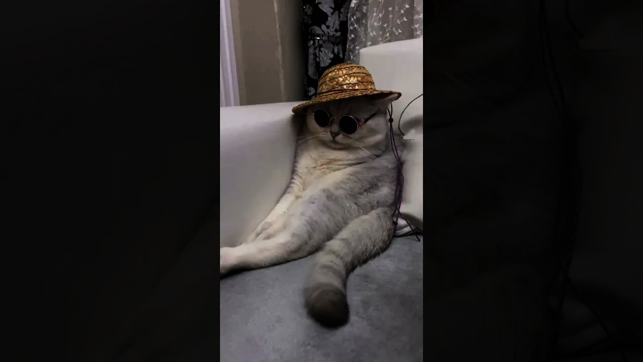 Funny Cat Reaction Videos Try Not To Laugh #Shorts