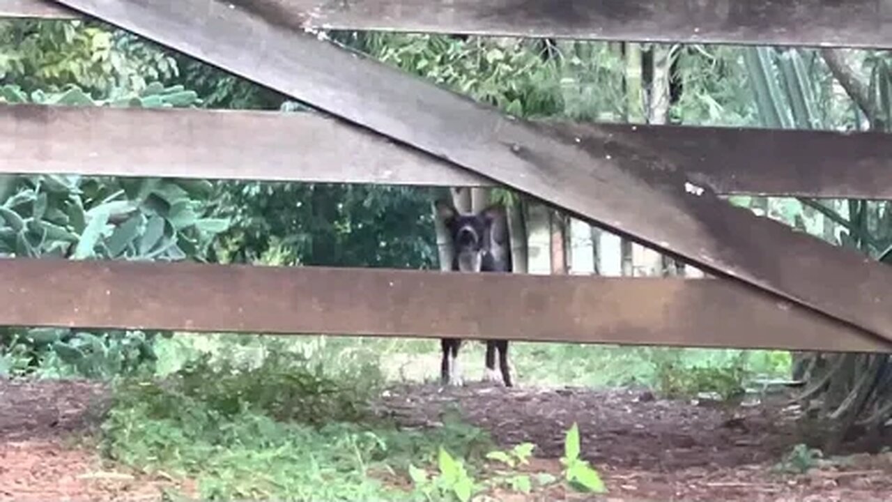 Som de Cachorro Latindo, Efeito Sonoro