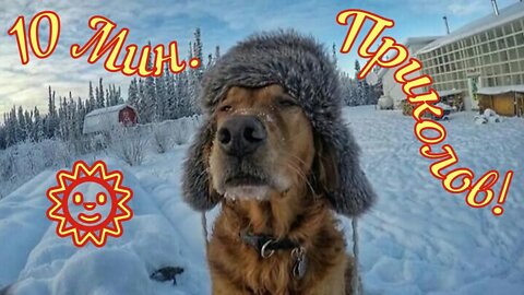 Смешные Собаки 26 Funny Dogs Юмор