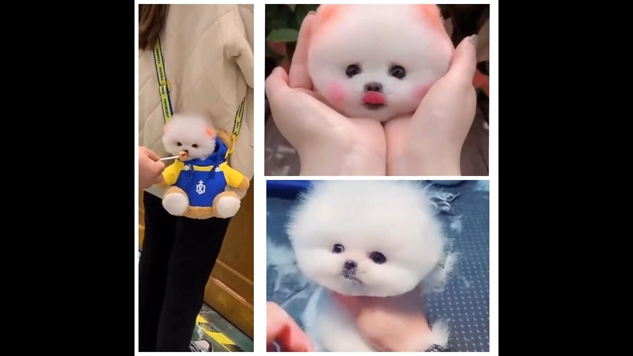 CUTEST BABY DOGS COMPILATION💜