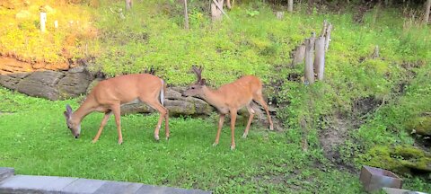 Buck comes for a visit