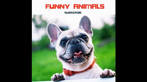 Funniest animals - Best of ever funny Animals video