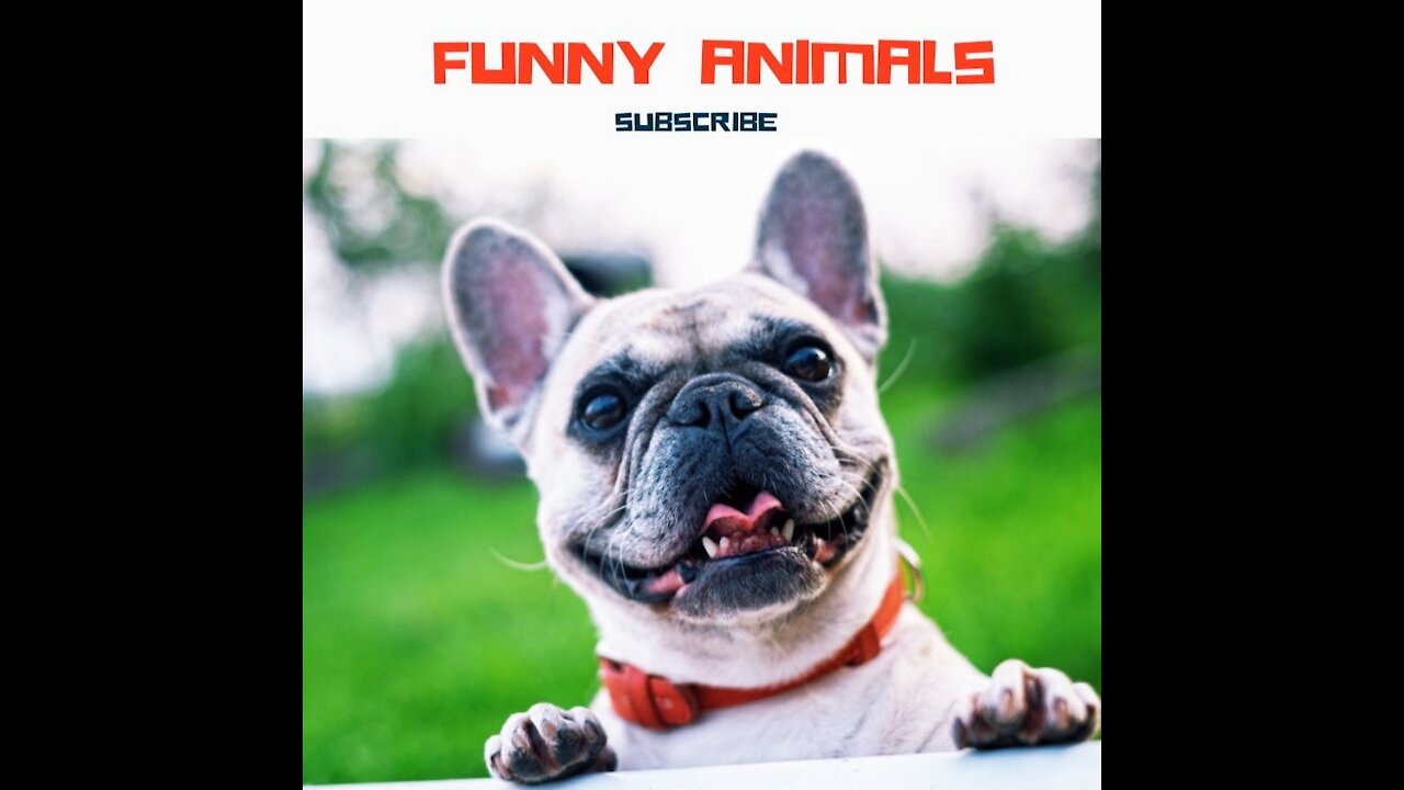 Funniest animals - Best of ever funny Animals video