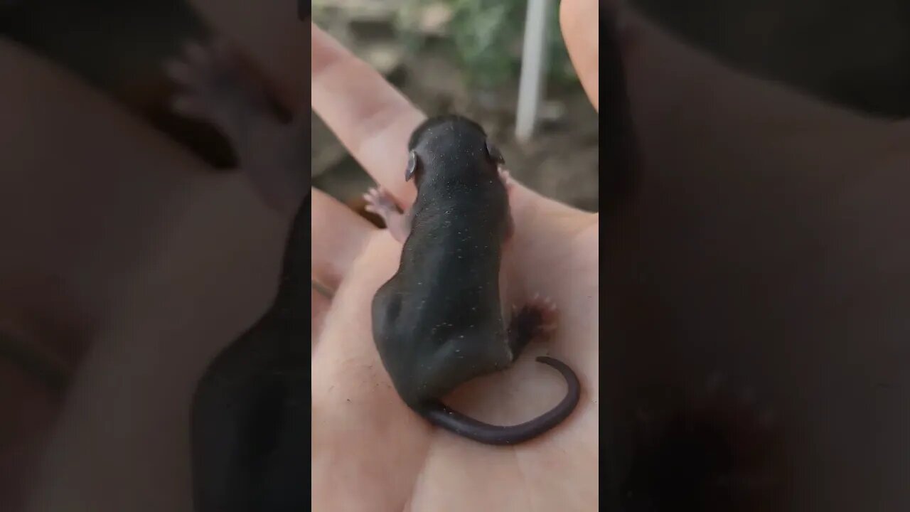 Abandoned Baby Mouse