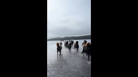 Horse Riding