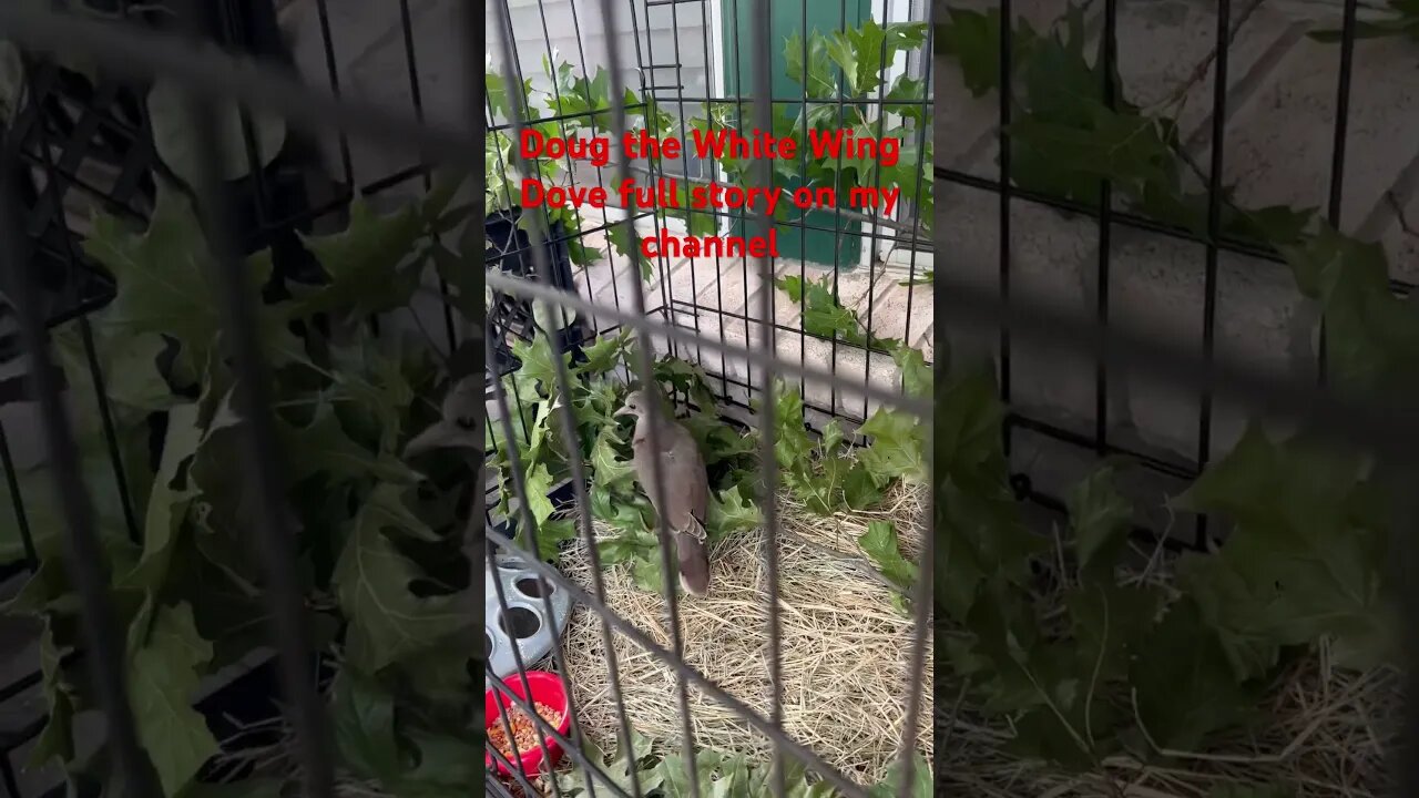 #shorts #dog #lawn #mowing #home #yard #dove #trees #injured #injuredbird #short #birds #bird #wings