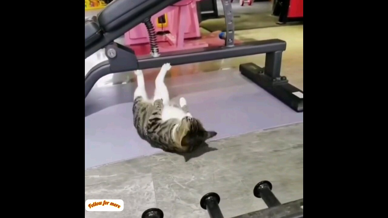 Now even cats have joined the gym🤣🤣 trending video