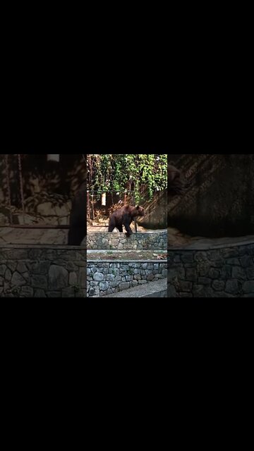 That is one big Grizzly Bear 😁