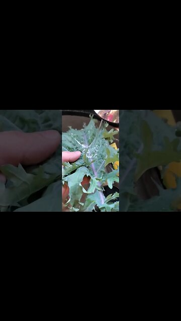 A cool thing about kale