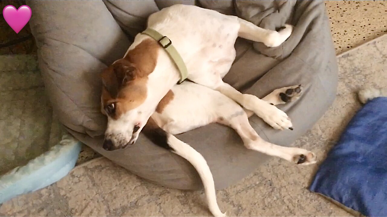 Pup Wakes Up With Grin On Her Ass Pillow😁