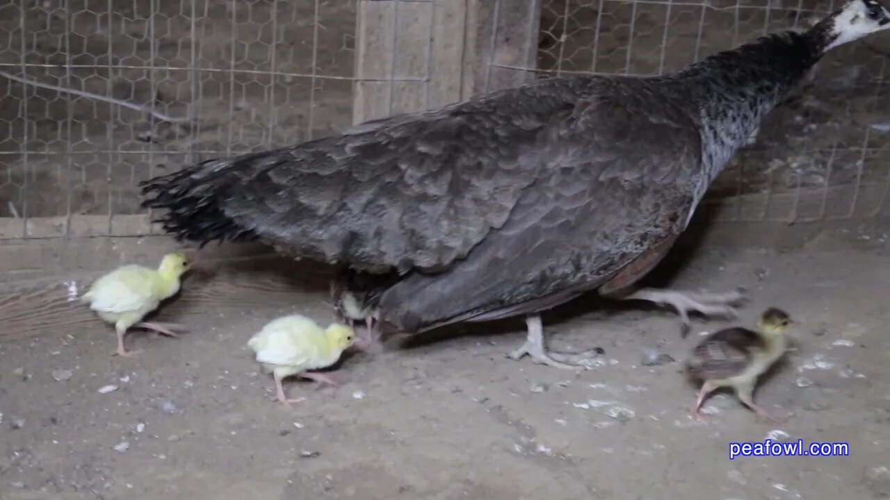 Peahens Hatching Peachicks, Peacock Minute, peafowl.com