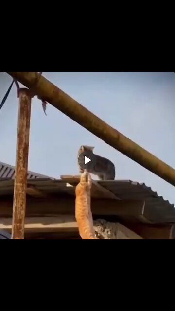 Goodbye Mufasa ..... Long live the King!