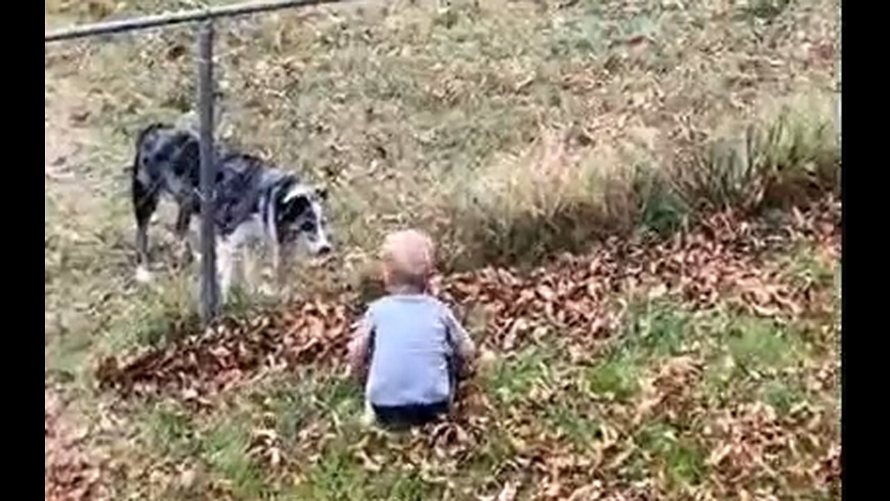 The Dogs Are Training Them Young These Days