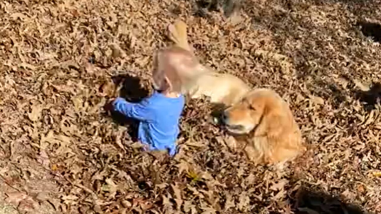 Golden Retriever And Kiddo Play In Pile Of Leaves