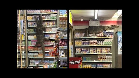 GAINT LIZARD TAKES OVER STORE