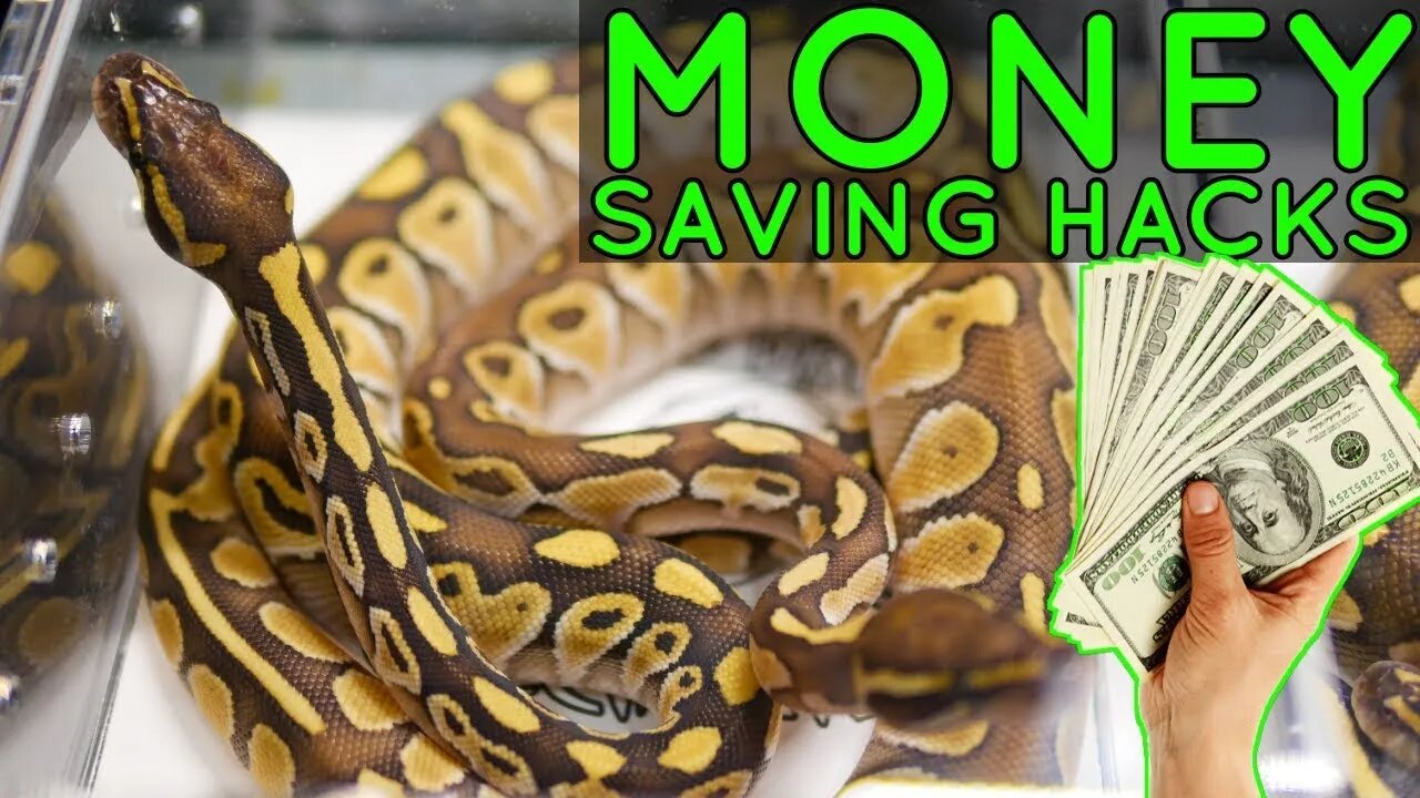 TOP 10 Reptile Expo Tips ‐ SAVE TIME & MONEY Buying Tarantulas!