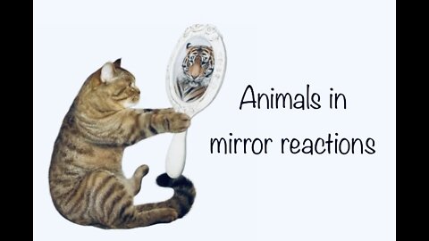 Animals in mirrors reactions