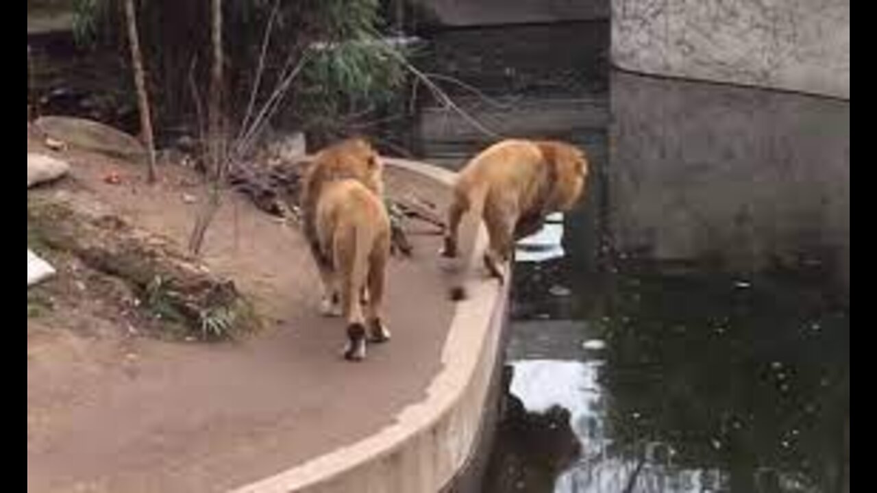 Funny Animal Fail Compilation 2018 -LION FAILING IN WATER🤣🤣😹