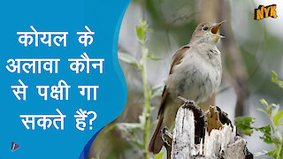 सॉन्गबर्ड्स किन्हे कहते है ?