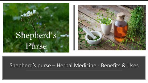 Shepherds purse - Herbal Medicine Benefits