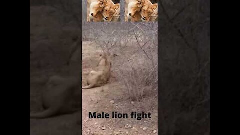 male lion fight | lion fight | lion video | the lion king | #shorts