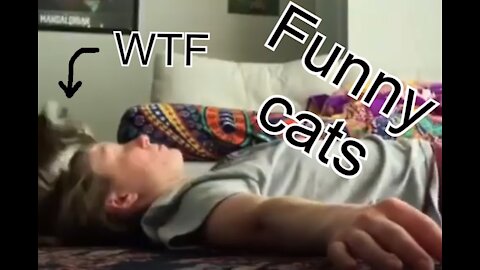 WTF CATS compilation #1