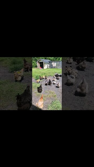 Peanuts Bring The #chickens To The Backyard #chickenshorts