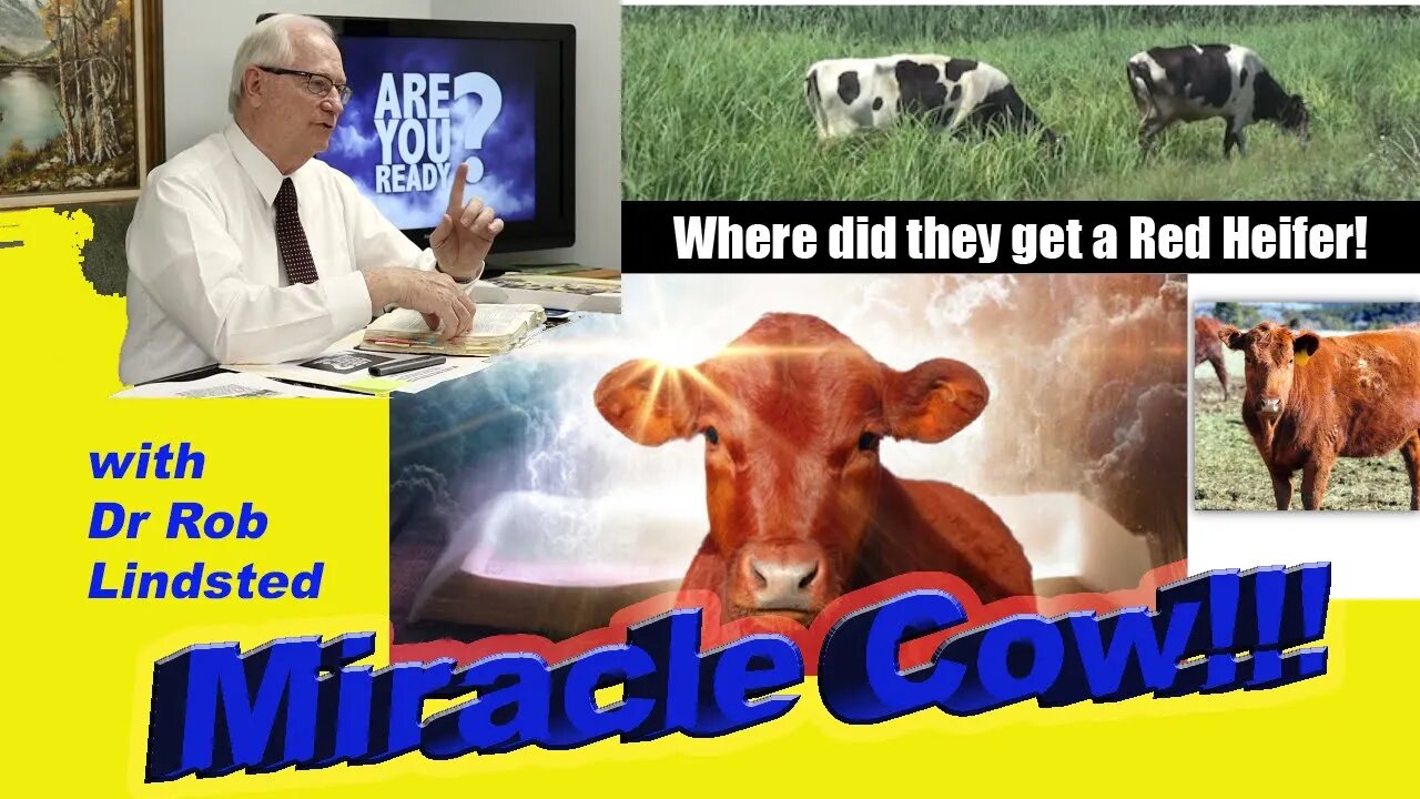 Miracle Cow!!! with Dr Rob Lindsted