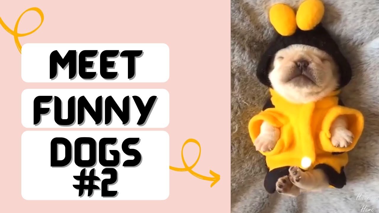Cute Pets And Funny Cats Compilation 310