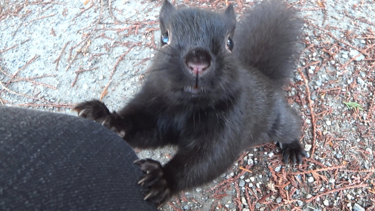 Black Squirrel Jumps At Me