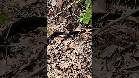 Black Snake stare down at Georgetown Lake Daytona Beach July 7 2023 #railfanrob #blacksnake