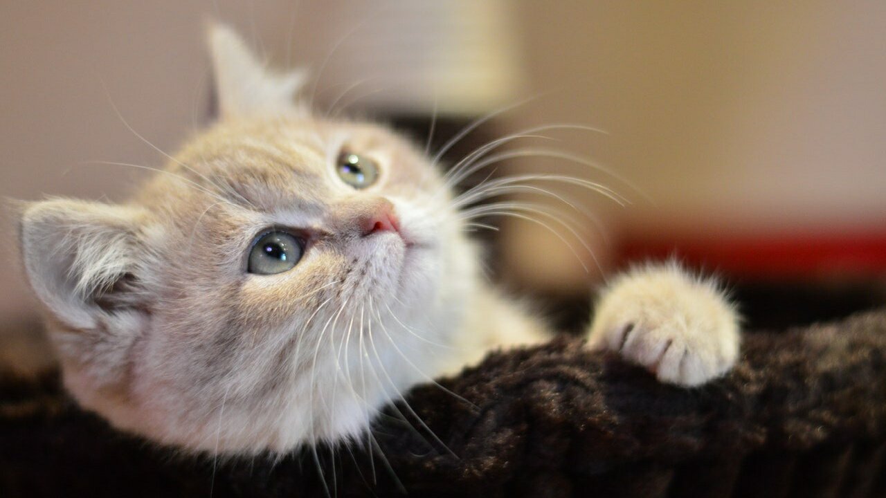 Cat funniest Cat video
