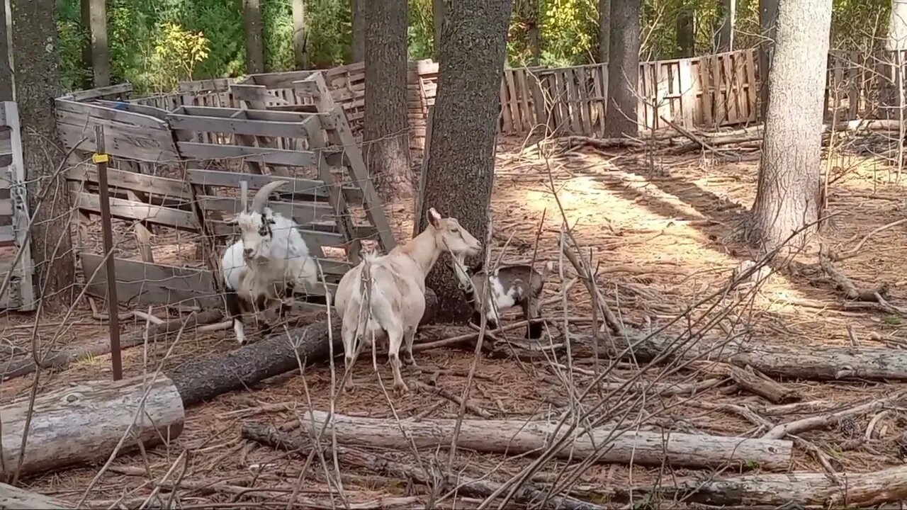 Bringing the Goat Herd Down to Bare Bone #'s for Winter