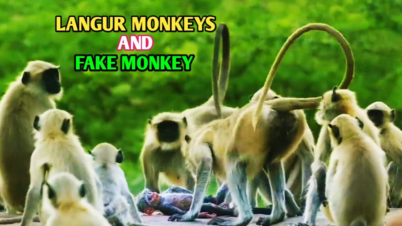 Indian Langur Monkeys Grieve Over Fake Monkey , Spy Camera Shoot Video :