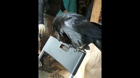 Raven mimicking its owner.