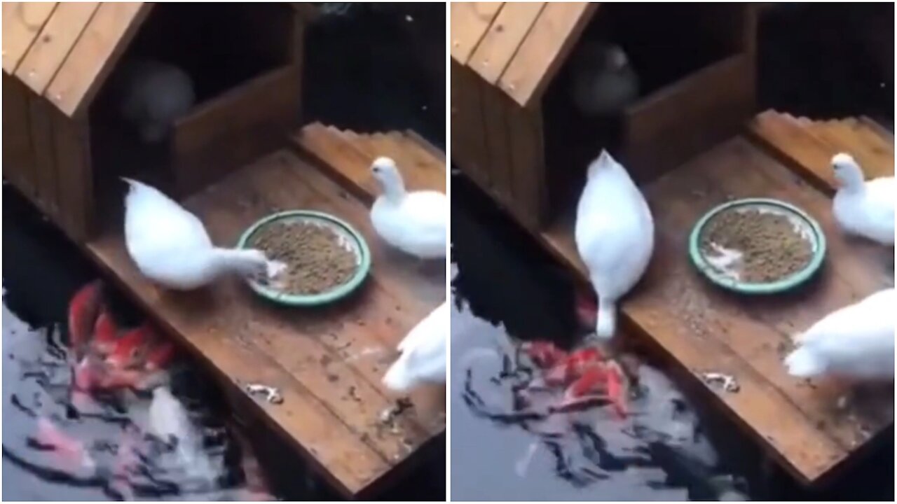 Duck Feeds Fish