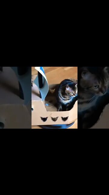 Ahoy! 🤣🤣🤣 Happy #shorts #Caturday #shortsfeed #clips