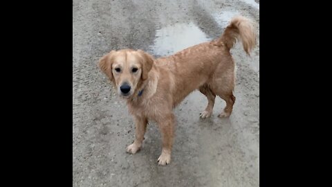 Dog running in water