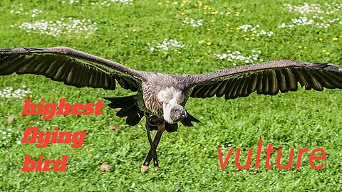 Vultures can see four times further than humans.